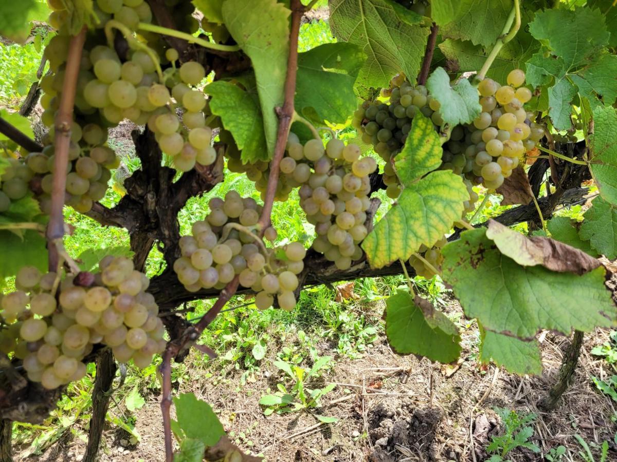 Fantastic View Vineyard Beskid Mountains Gruszow  Екстер'єр фото