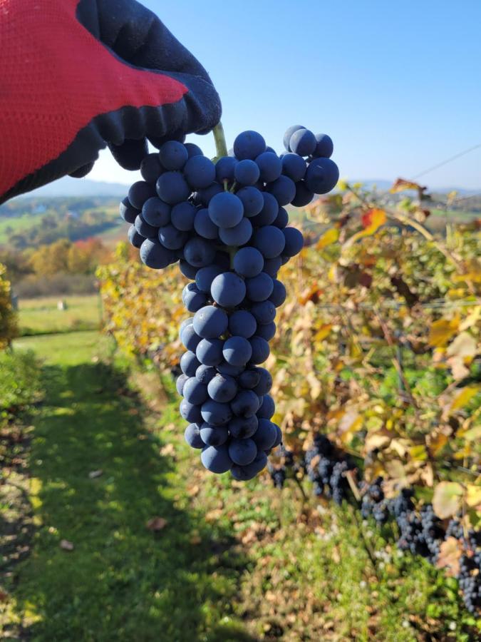 Fantastic View Vineyard Beskid Mountains Gruszow  Екстер'єр фото