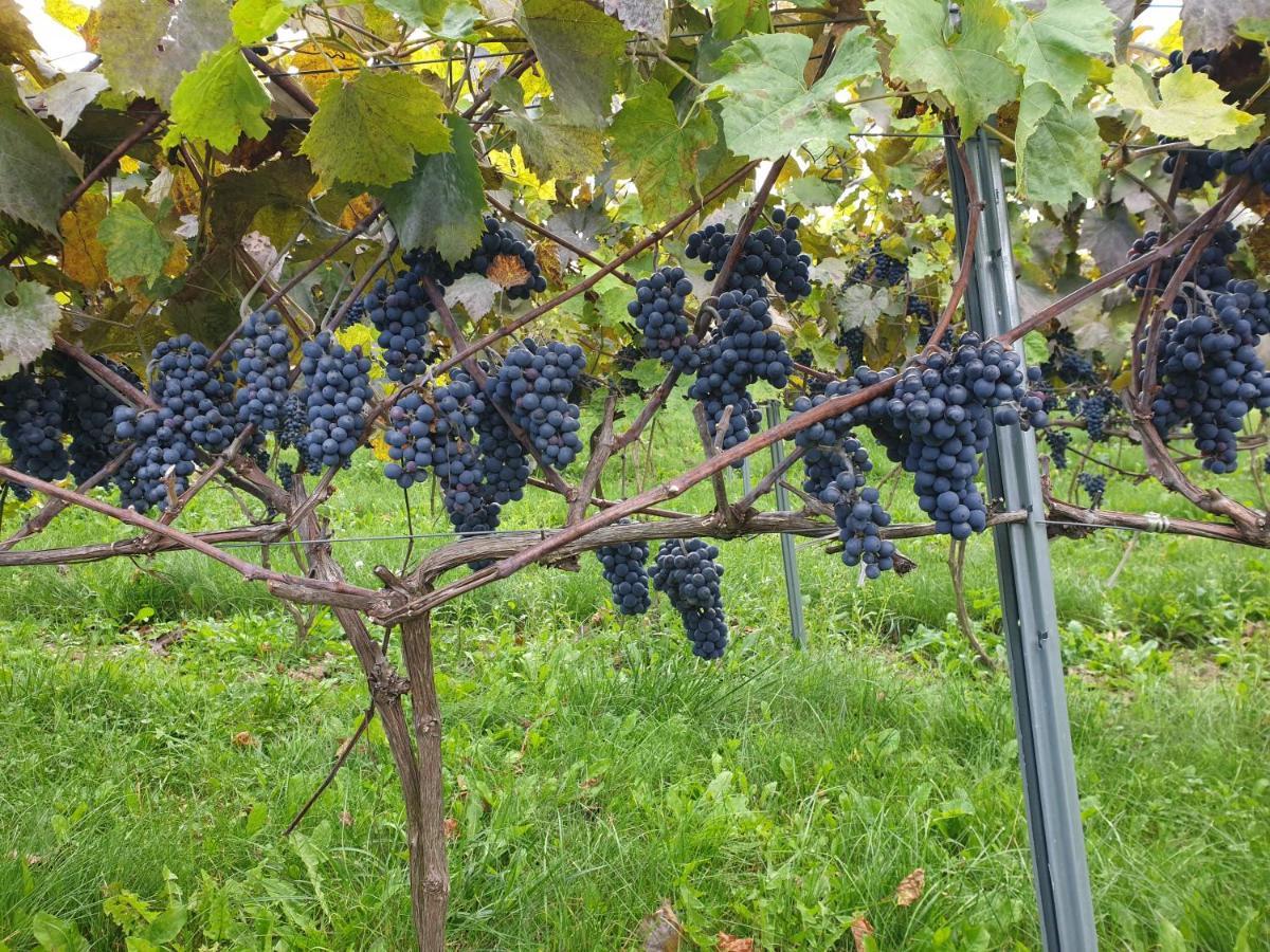 Fantastic View Vineyard Beskid Mountains Gruszow  Екстер'єр фото